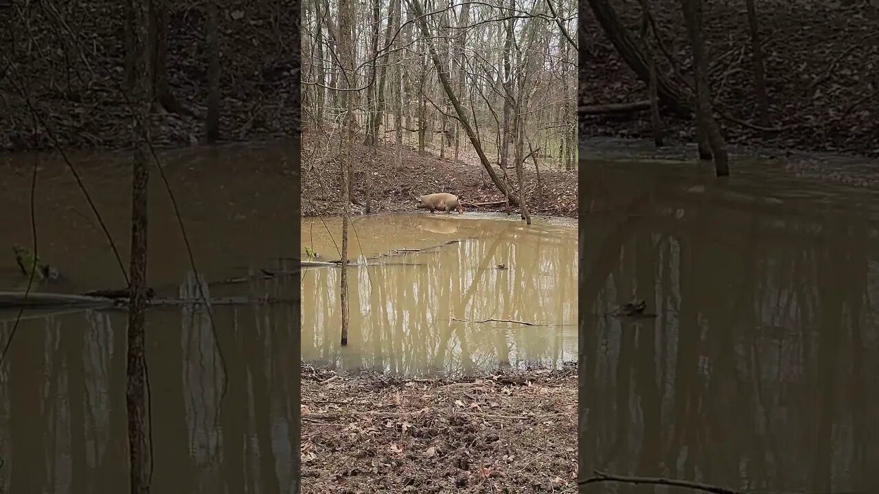 Pig Running Through a Pond @UncleTimsFarm #kärnəvór #carnivore #pigtalk #shorts