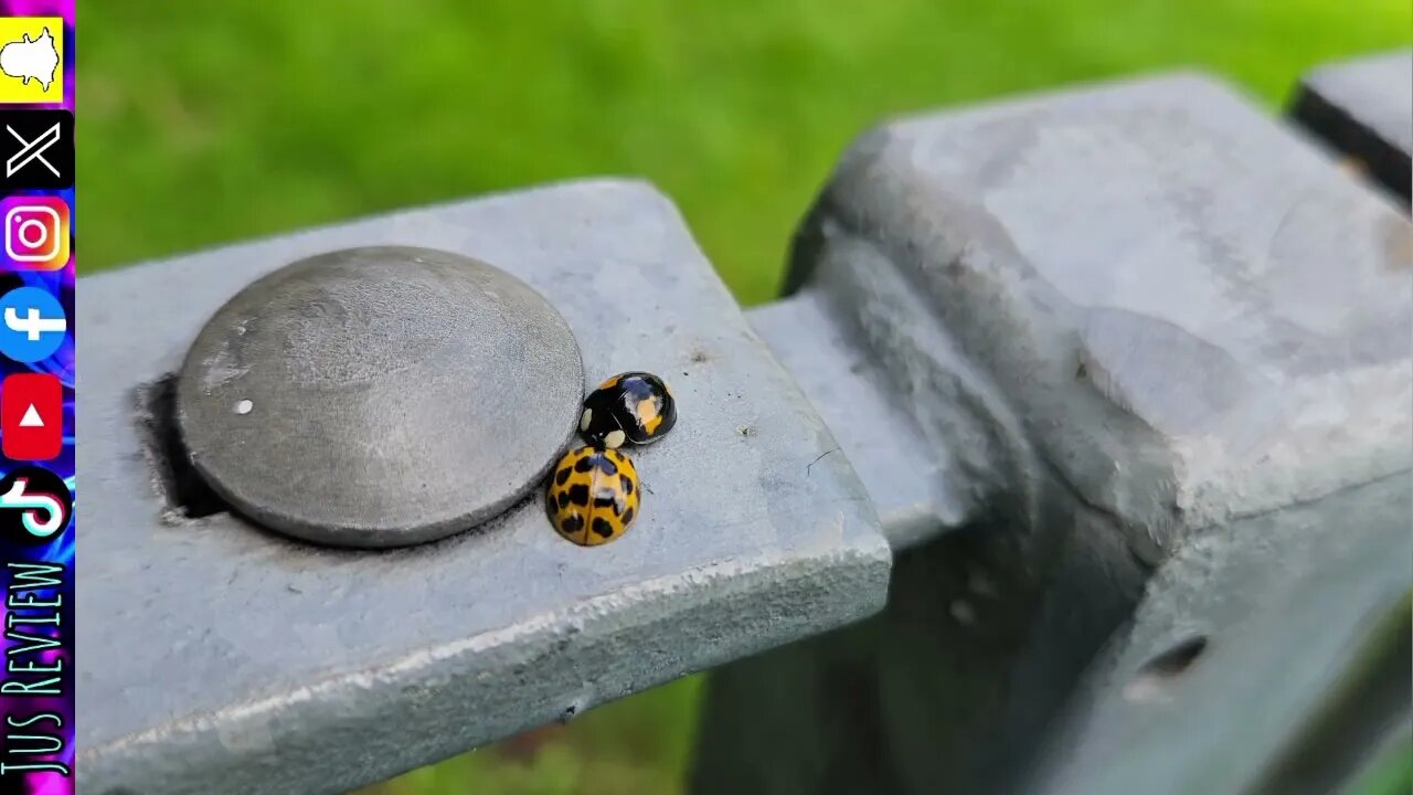 Interesting Facts About Ladybirds