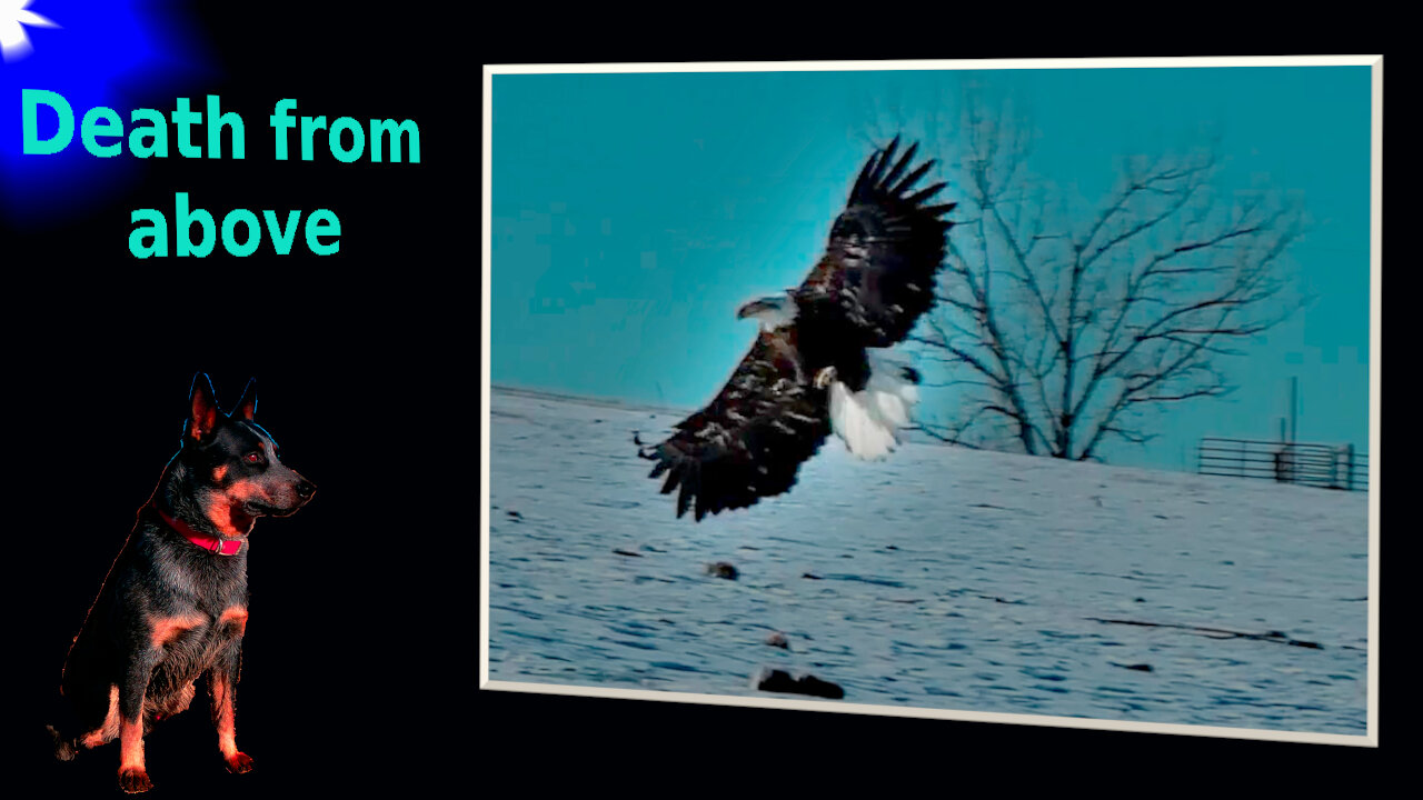 How Eagles Brave the Cold for a Clean Kill from the Skies - A Stunning Experience in the Bitter Cold