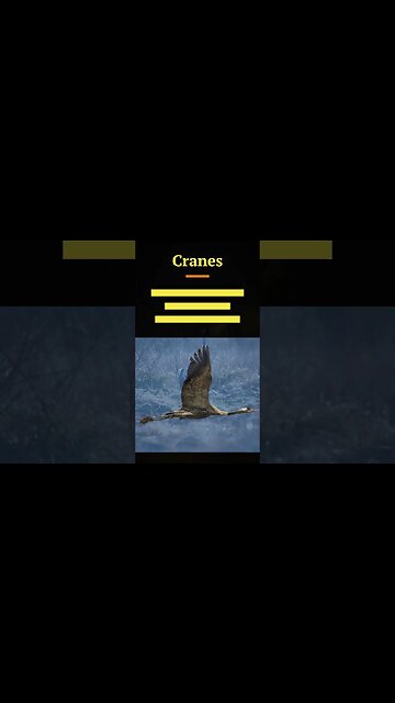 Hawk, Osprey, Cuckoo, Crane, Cormorant #shorts