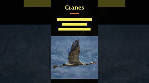 Hawk, Osprey, Cuckoo, Crane, Cormorant #shorts