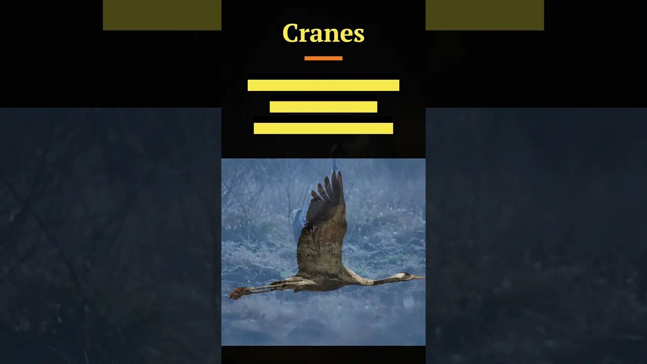 Hawk, Osprey, Cuckoo, Crane, Cormorant #shorts