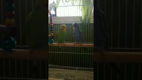 Budgie Comes And Goes #budgies #shorts #youtubeshorts #birds #parakeets #parrots #animallover