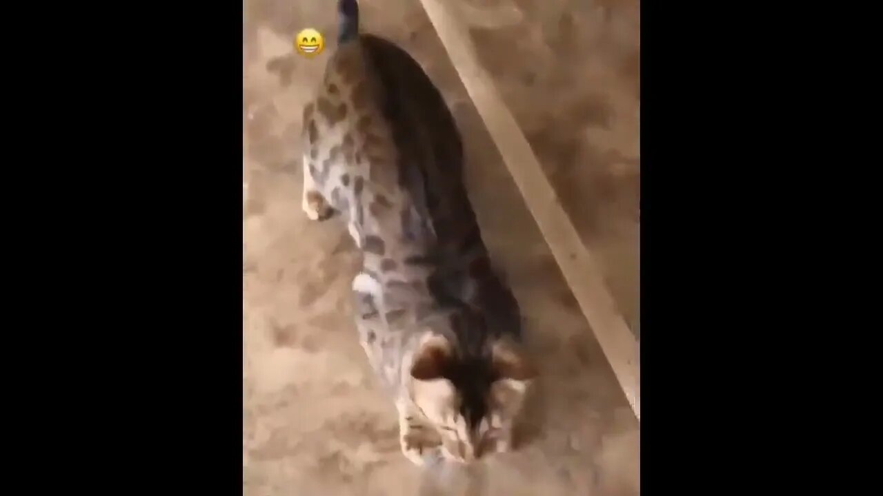 Funniest Cats 😹 - Don't try to hold back Laughter 😂 - Funny Cats Life