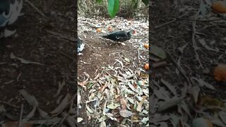 Two Bronze Muscovy girls