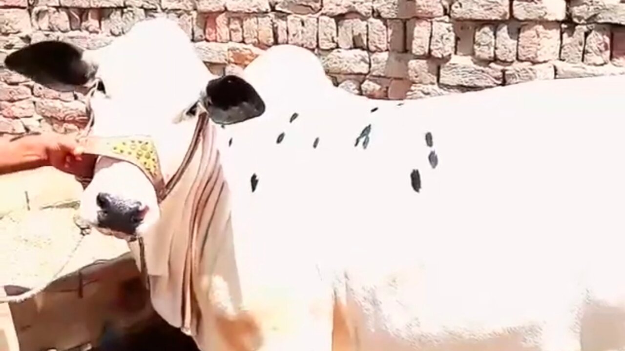 Most Beautiful cow in the world with unique print.