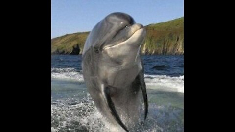 Dolphins are on the hunt for a terrifying school of sardines!