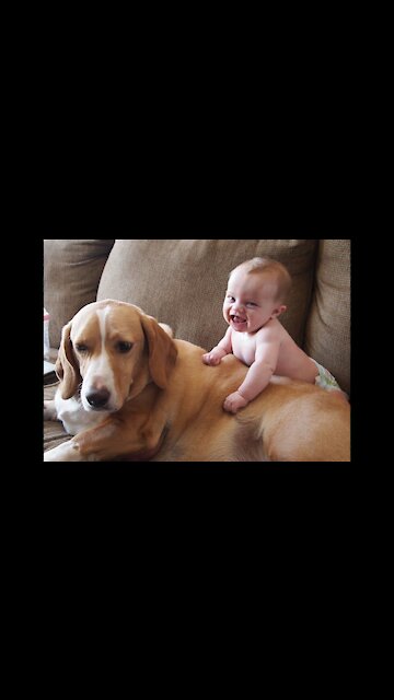 🤣Funny Dog Videos 2022🤣 🐶 It's time to LAUGH with Dog's life