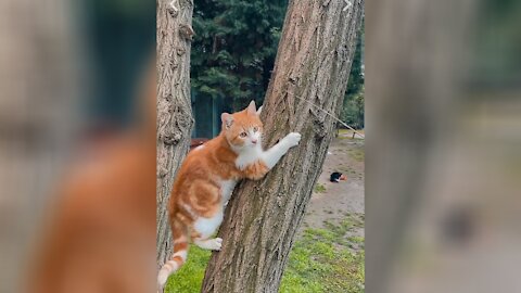 A cat climbing in a tree.