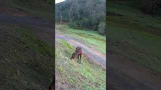 Arabian pony grazing