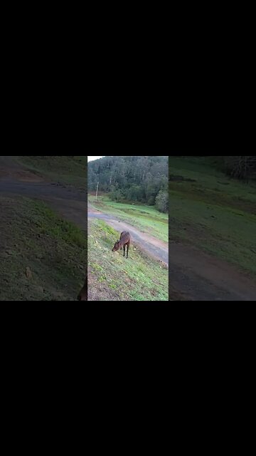 Arabian pony grazing