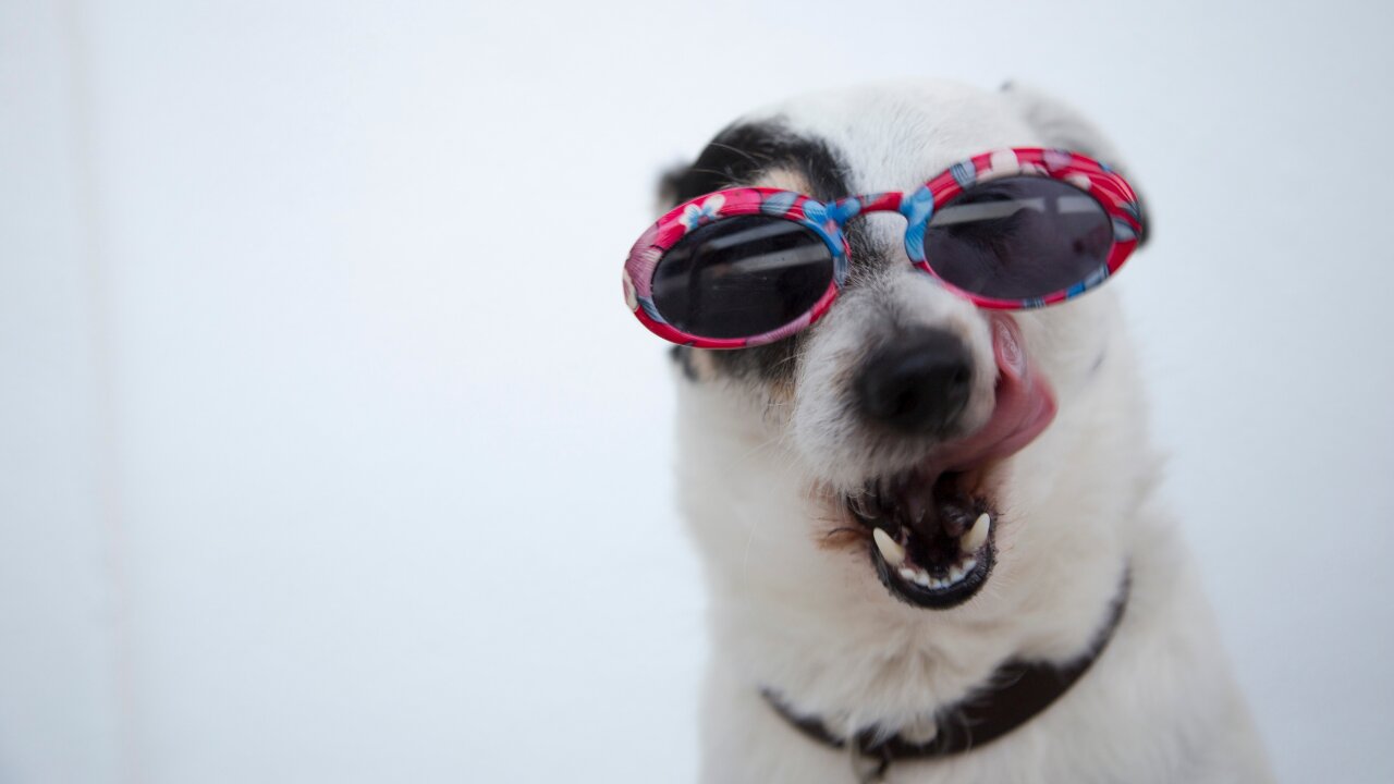 Dramatic dog throws hilarious tantrum