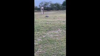 Armadillo On Golf Course