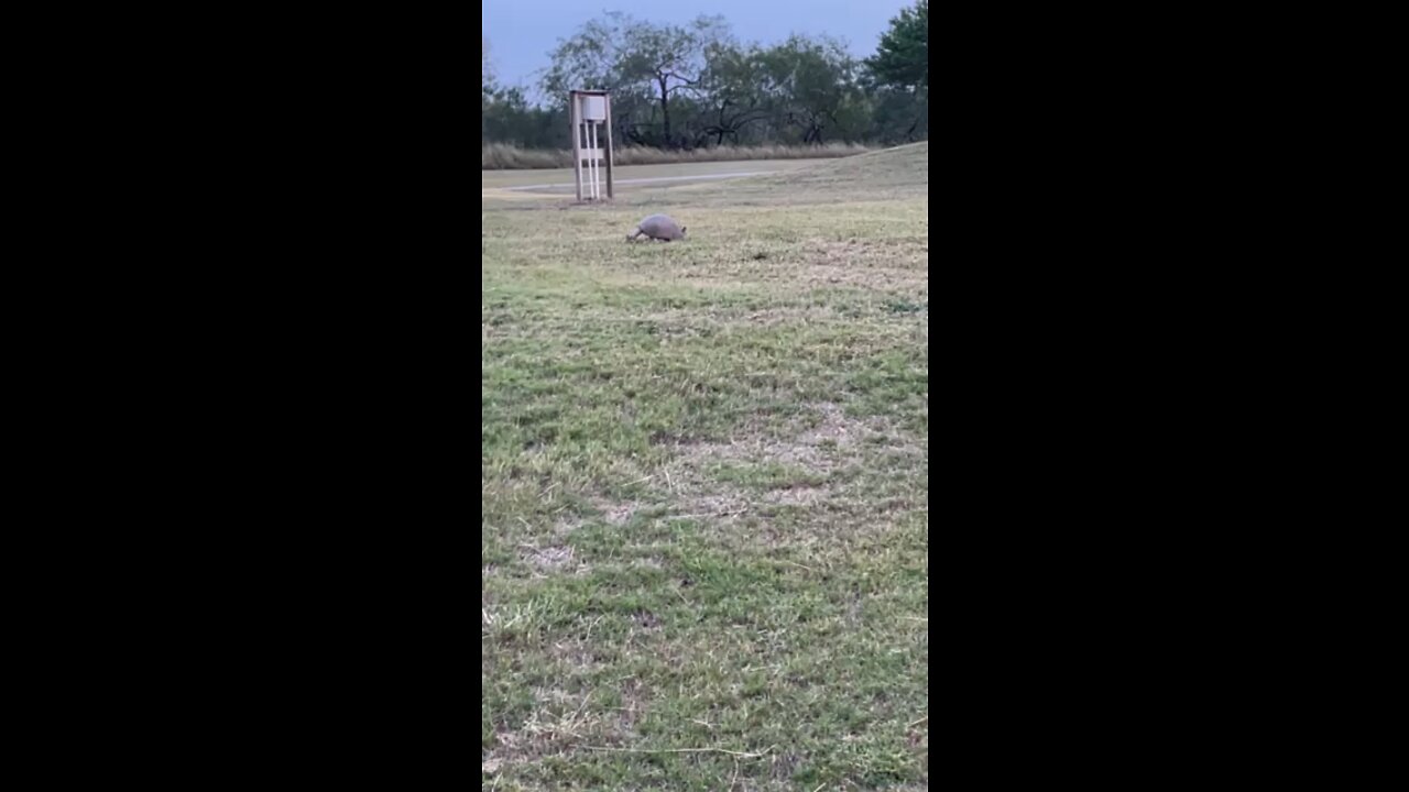 Armadillo On Golf Course