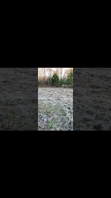 Hogs are destroying my Farm!