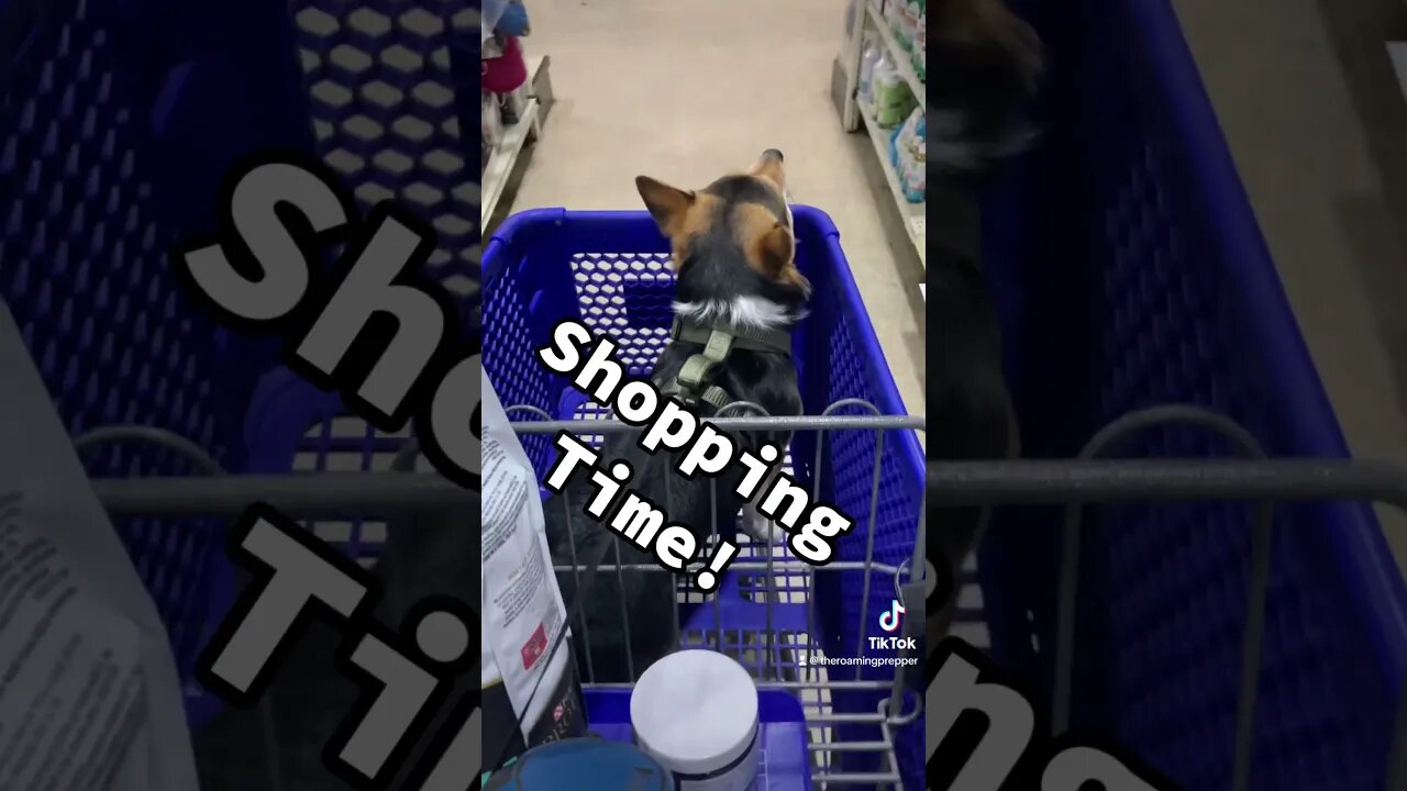 Shopping Time #prepper #corgi #theroamingprepper #puppy #corgisofinstagram