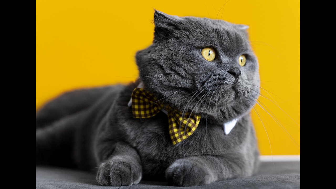 Cute Cat Funny Video