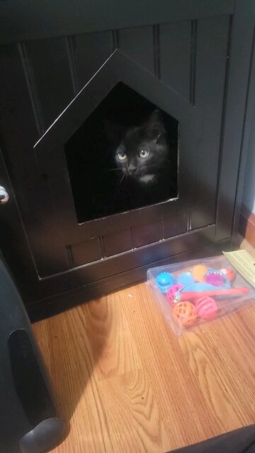 Kitty In Her Little House