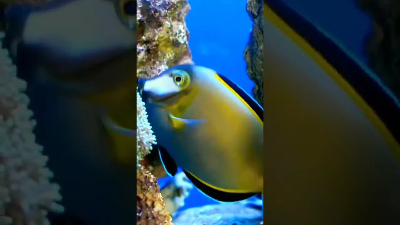 Amazing Fish Playing Underwater