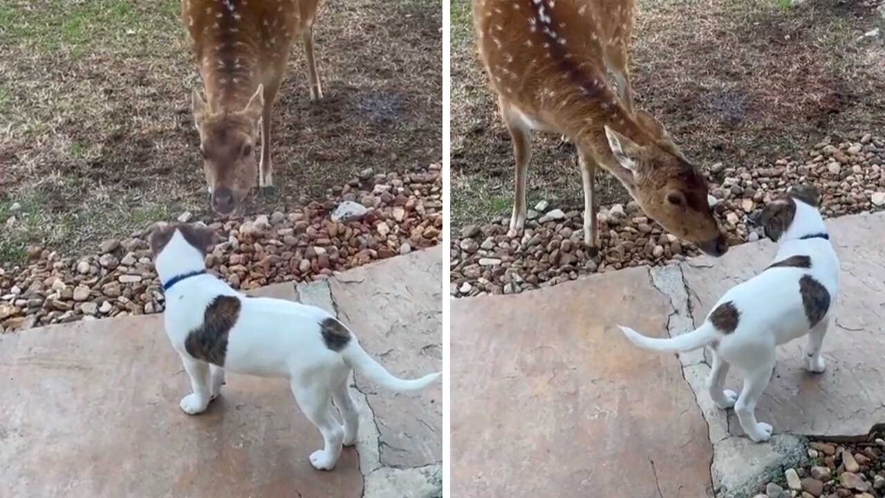 Puppy meets deer for the first time in heartwarming video—5