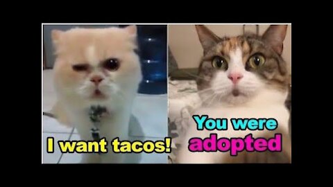 videos cats talking😂😂best video funny compilation 2021