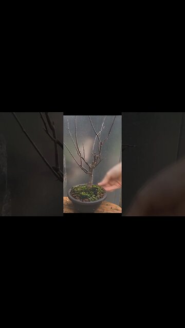 Apple Bonsai #shorts