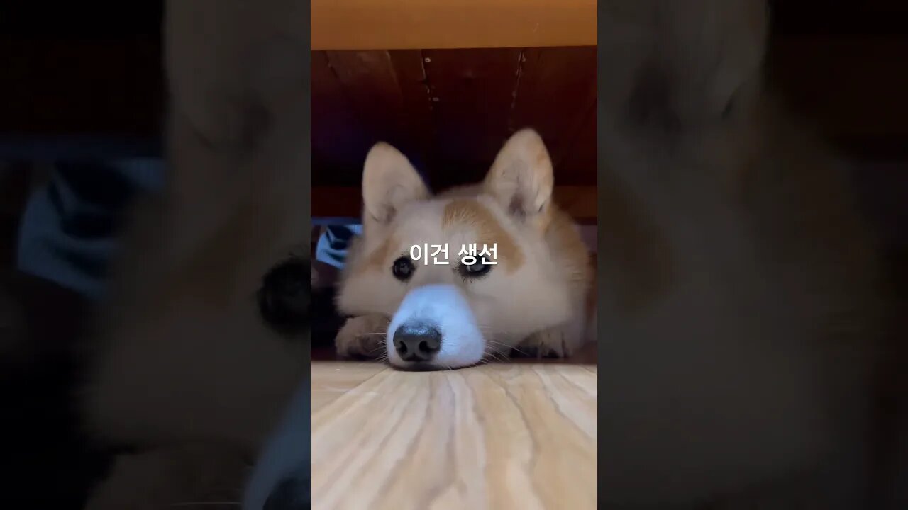 밥상 및 눈치게임의 제왕 토르 #반려견브이로그 #반려견 #강아지사랑 #vlog