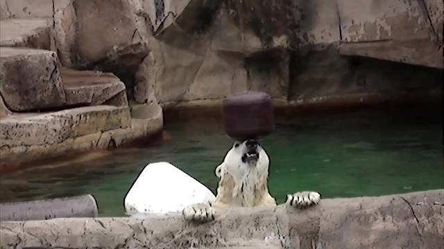 Polar Bear Plays With A Small Black Barrel In A Pool