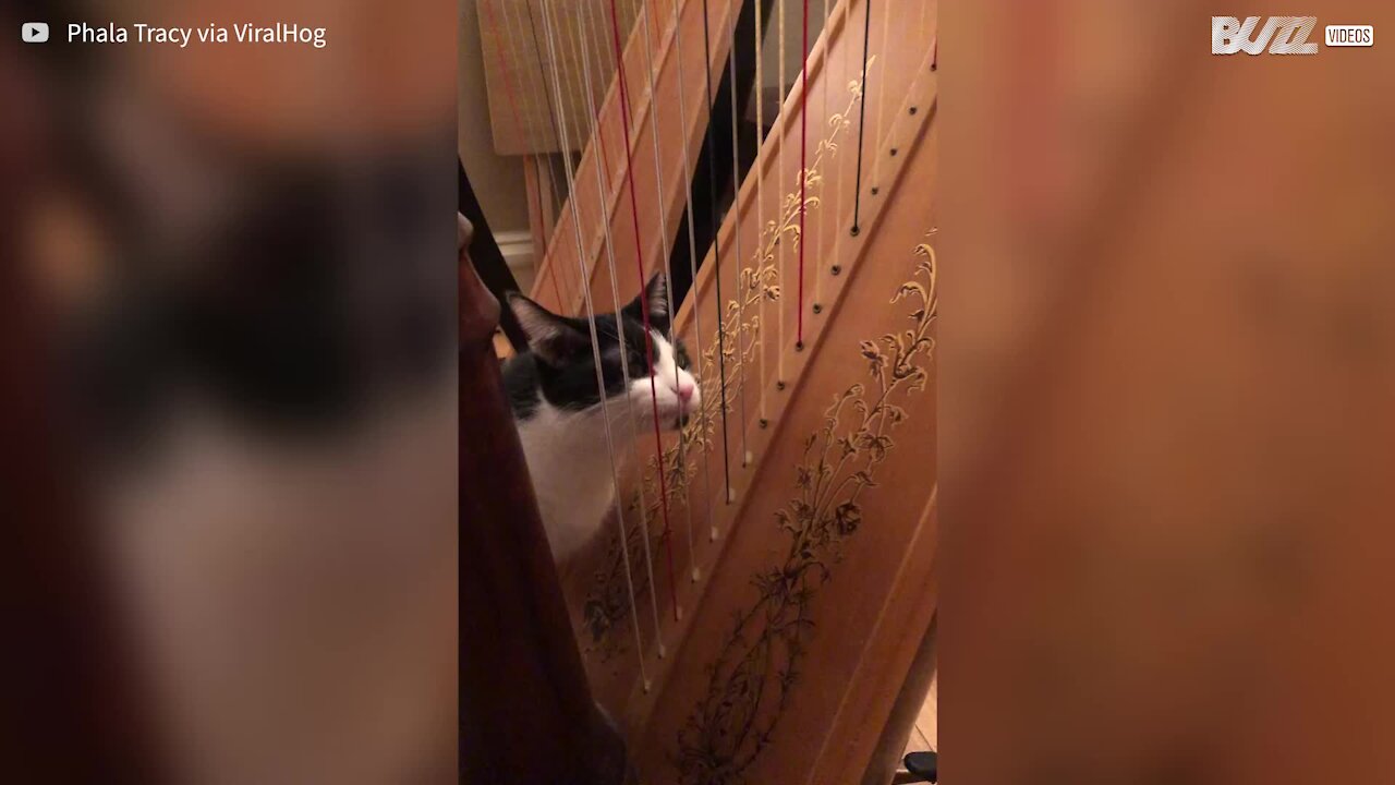 Ce chat "joue" de la harpe avec sa langue