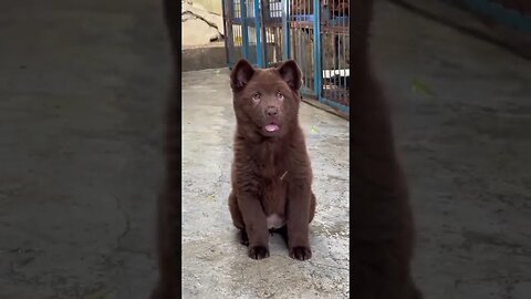 Have You Ever Seen A Labrador Mixed With A Brown Bear