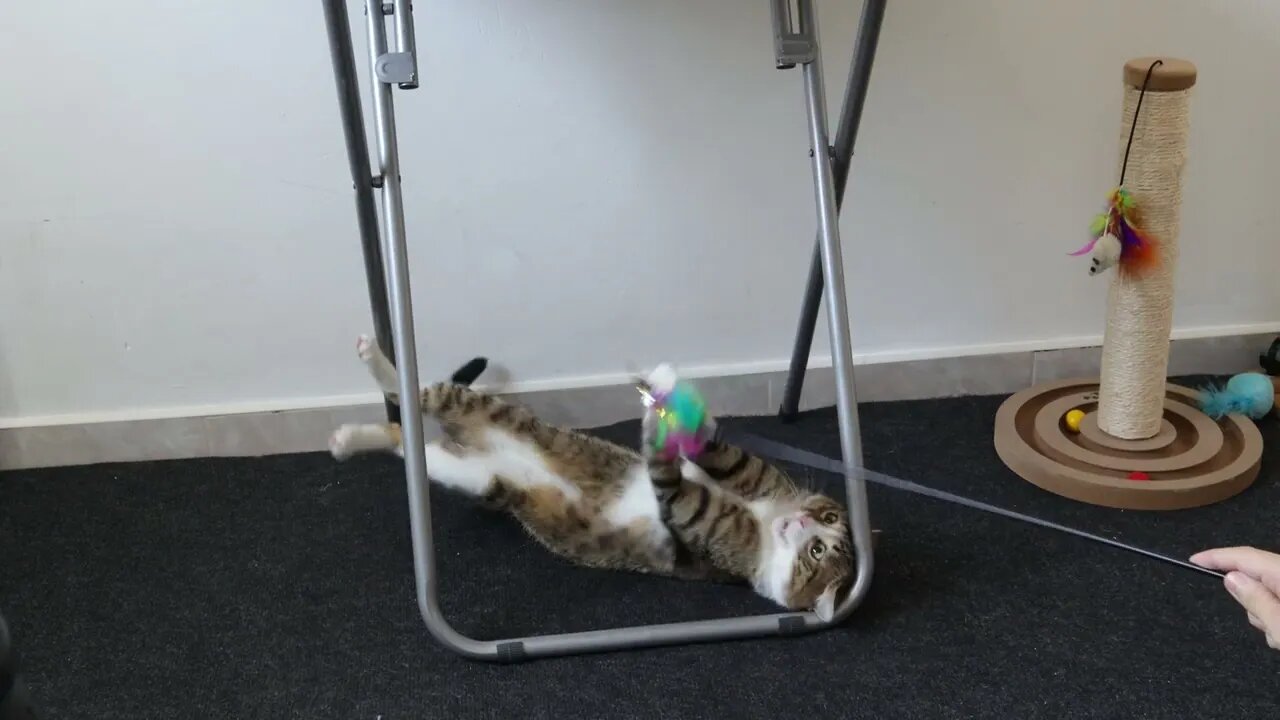 Playful Cat Has Much Energy in Summer