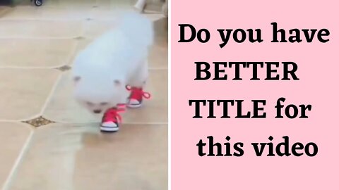 Puppy is wondering what's on his legs