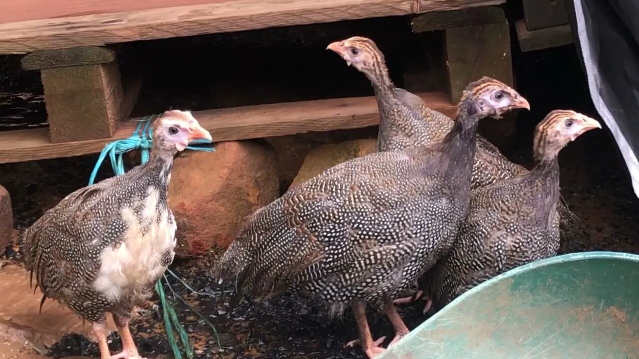 Guinea fowl keets first day out during the second flood in two weeks!
