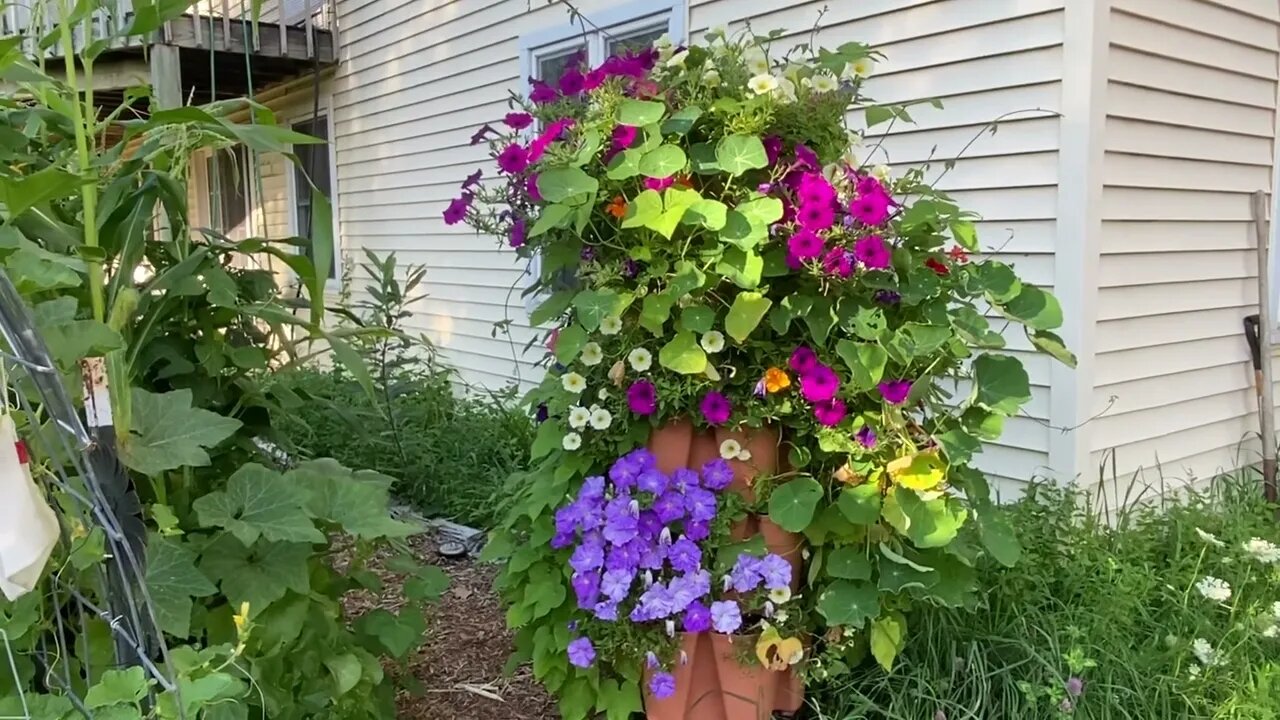 Container Garden & Squash Tunnel Updates