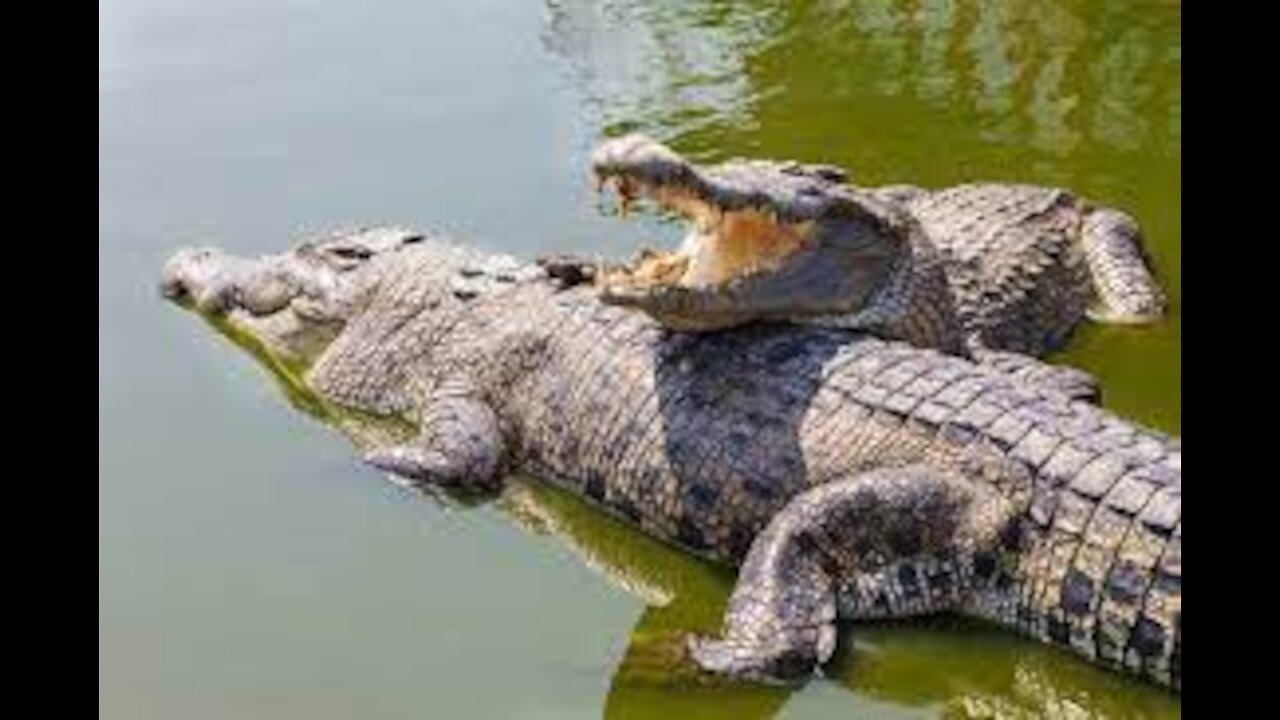 The Crocodile Fight a very close footage