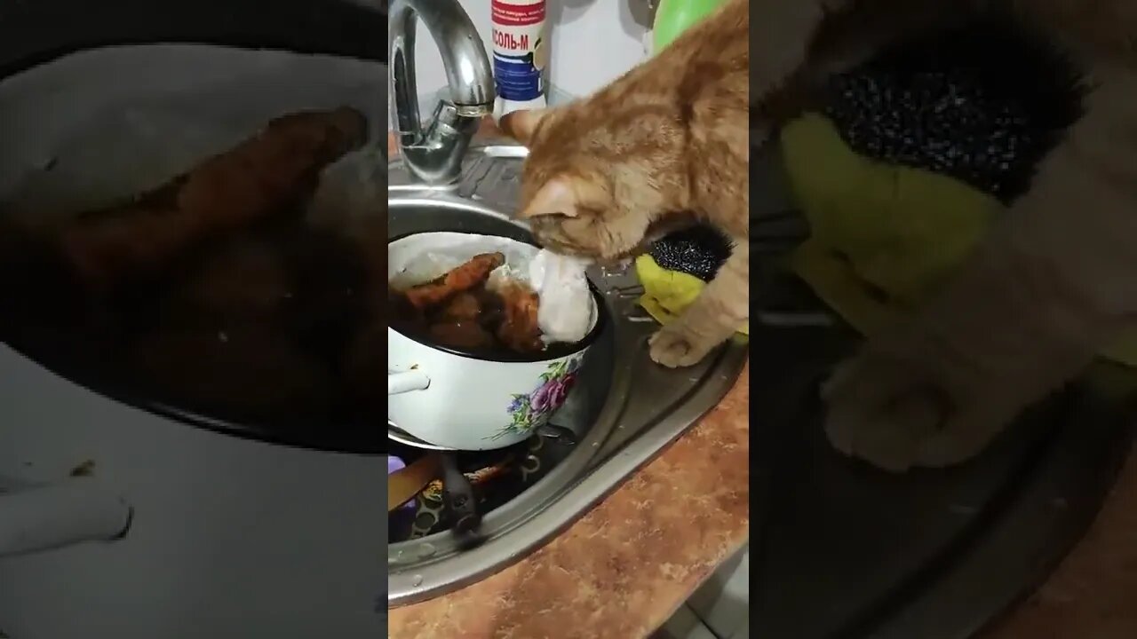 Hungry Cat tiktok tipichnyy ryzhiy