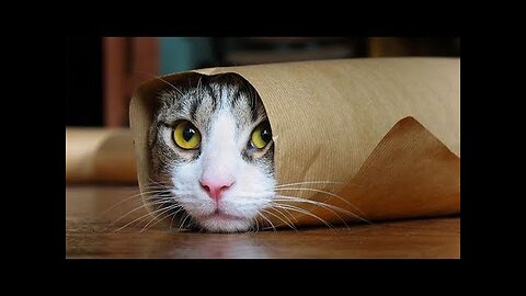 Funny Cats Compilation (Most Popular) Part 1