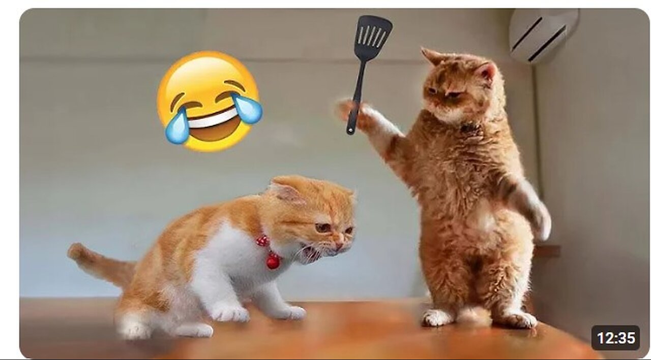Funniest Cats and Dogs πΆπ± | Funny Animal Videos #01