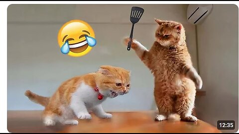 Funniest Cats and Dogs 🐶🐱 | Funny Animal Videos #01