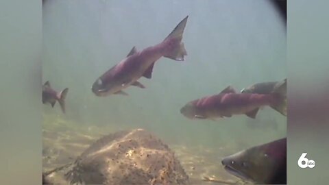 Four NW states agree to work together to save salmon and steelhead in the Columbia River Basin
