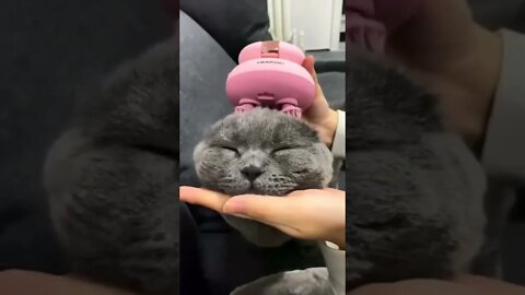 Massageador PET | Massageador para Gato #shorts #planetaanimalshorts #eulovegatos