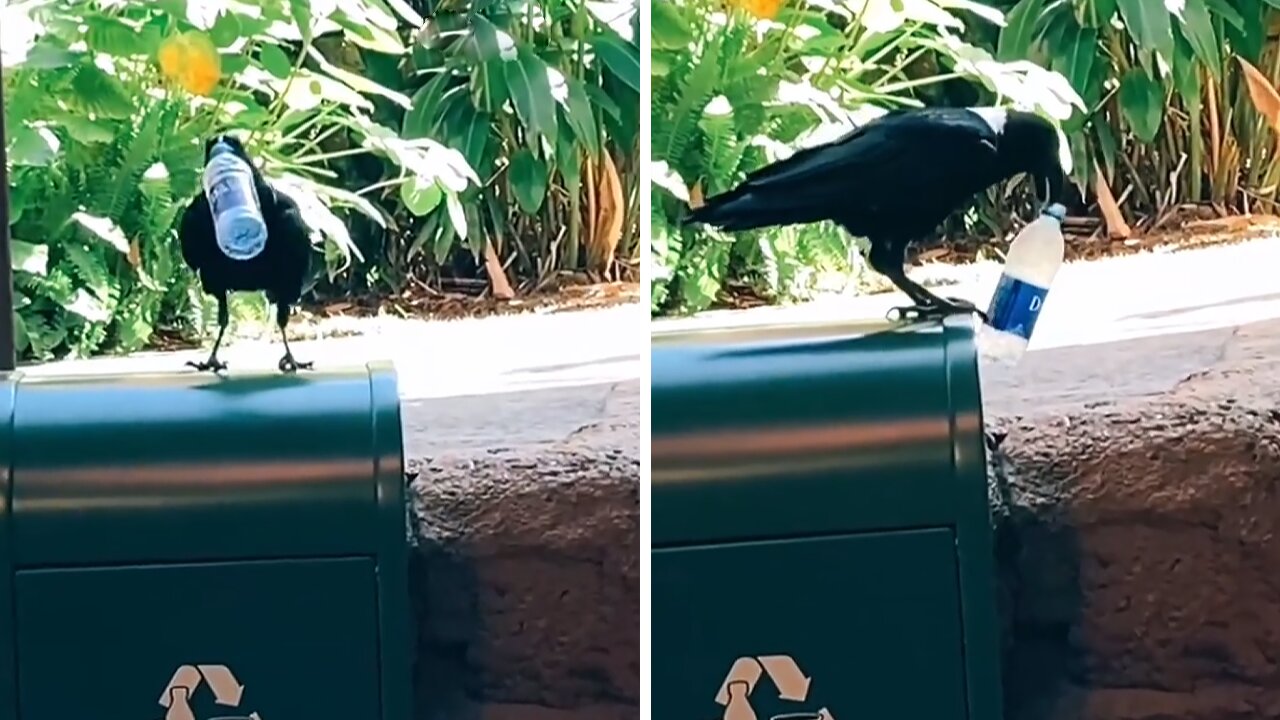 Intelligent bird takes care of the environment