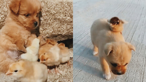 The Dog and the Ducklings