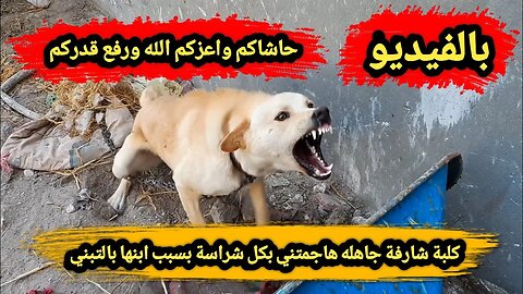 حاشاكم واعزكم ورفع الله قدركم | كلبة 🐕‍🦺 شارفة جاهله هاجمتني بكل شراسة بسبب ابنها بالتبني 😱