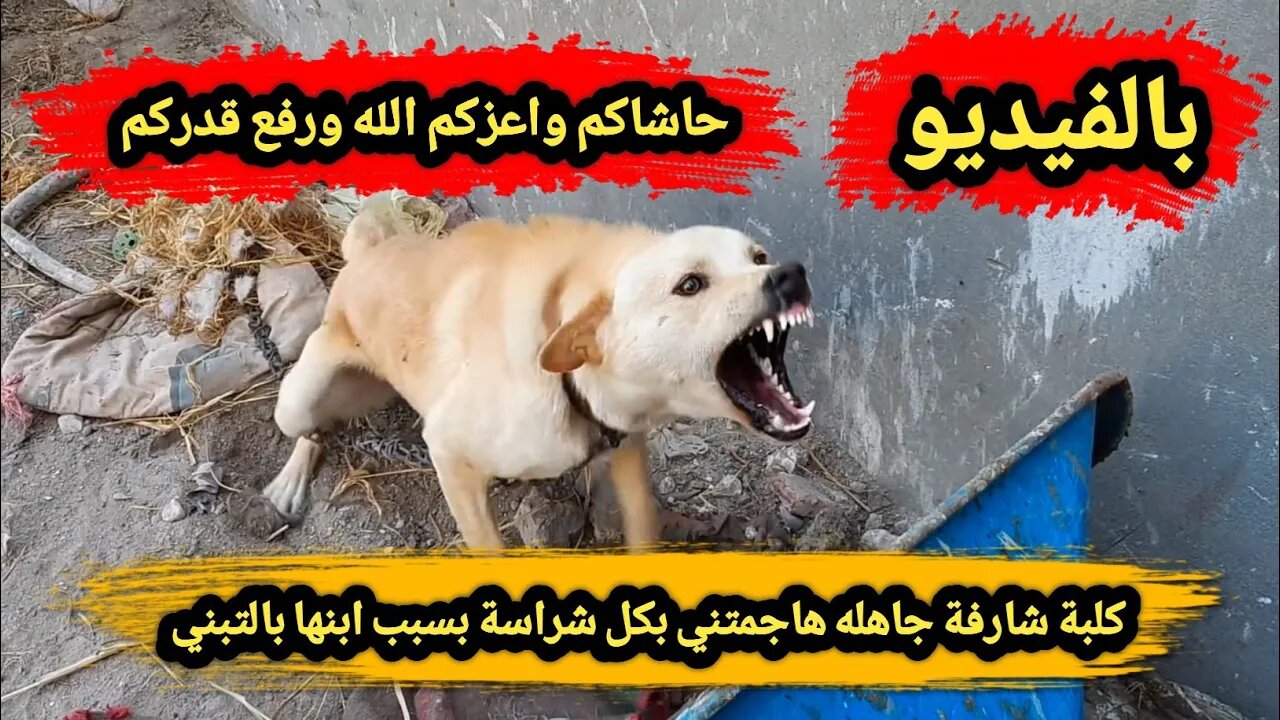 حاشاكم واعزكم ورفع الله قدركم | كلبة 🐕🦺 شارفة جاهله هاجمتني بكل شراسة بسبب ابنها بالتبني 😱