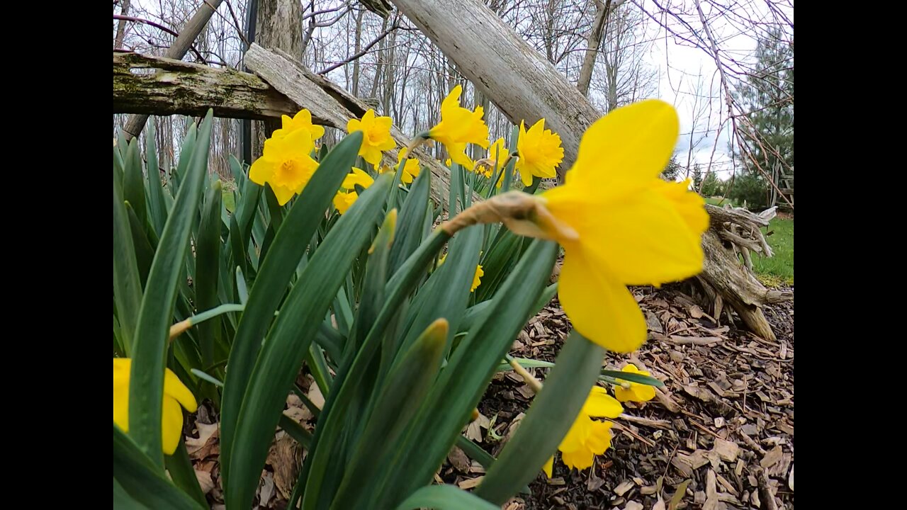 Daffodils