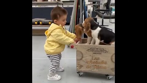 #shortscatsvideos #shorts cats videos #shortspetsvideos #shortspetsvideos #shortsanimalsvideos