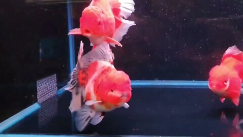 Big Giant Oranda Goldfish53 7