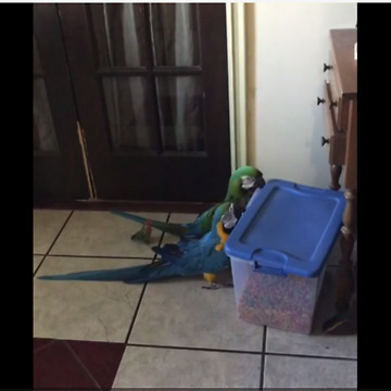 Parrots use teamwork to break into food container