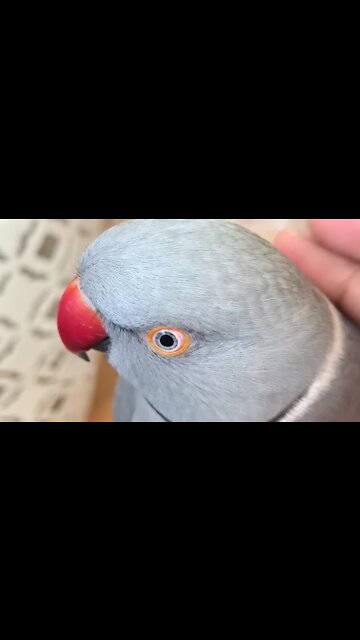 Hilarious talking parrot just wants to "poopie"